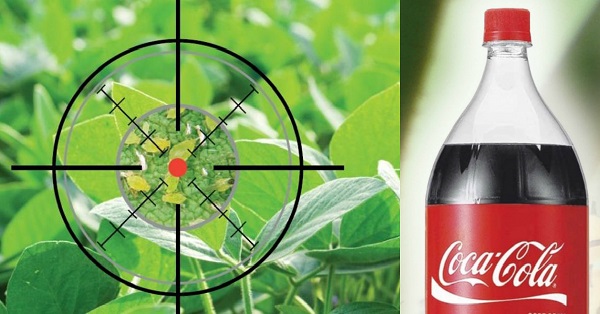 Iedodiet laputīm “Coca-Colu”!  Tās būs nāvīgi “pateicīgas”! Pirmo reizi dzirdu ko tādu