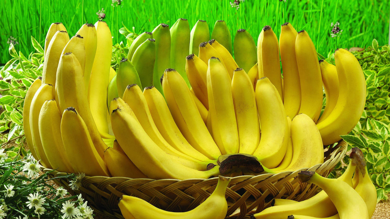 Banānam piemīt vērtīgas dziednieciskas īpašības. Nemet ārā arī mizas!