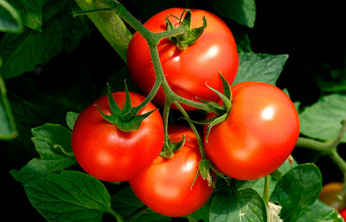 Ko nedrīkst darīt audzējot tomātus