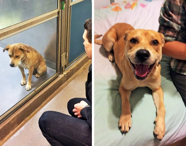 Suņi pirms un pēc adopcijas. Vēl viens pierādījums, ka laimei vajag tik maz