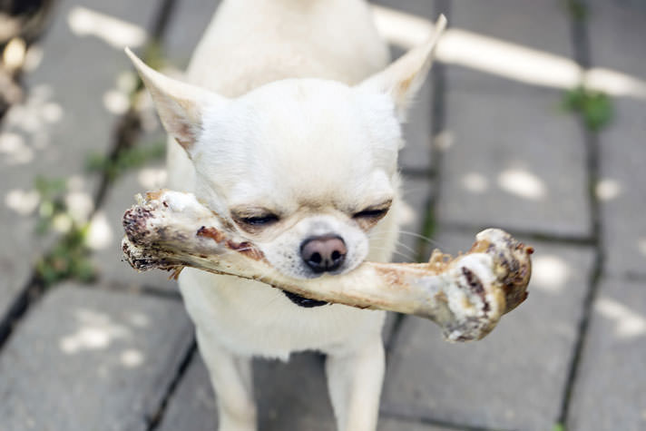 Kādēļ sunim noteikti nevajadzētu dot kaulus?