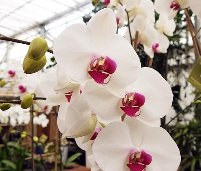 Kā likt savai orhidejai ziedēt?