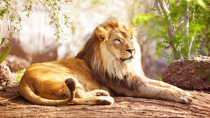 Lauvas – ar ko tām ir vislabākā saderība?