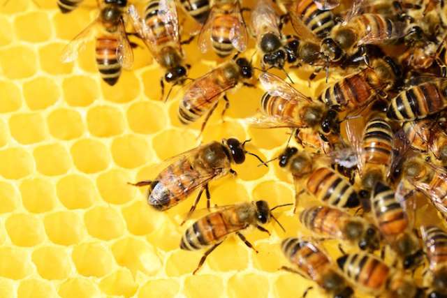 Bišu māšu peru pieniņš – viens no spēcīgākajiem dabas ārstniecības līdzekļiem