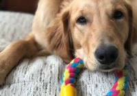 Suņu saimniece dalās ļoti sāpīgā pieredzē par virvju rotaļlietām suņiem