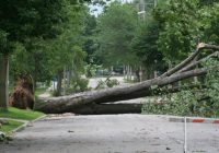 Negaisa nolauztos kokus Jelgavā sadalīs kā malku mazturīgajiem