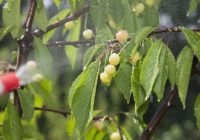 Pesticīdu kokteiļi Eiropas pārtikā