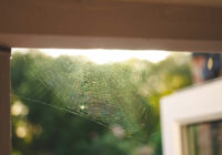 Kāpēc mājās ir daudz zirnekļu? Šeit ir arī neliels maģijas piesitiens