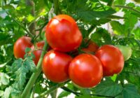 Noslēpums slēpjas vienkāršībā: Lai tomāti vienmēr būtu lieli un neplaisātu