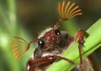 Latvijā izplatījušies cilvēka veselībai bīstami kukaiņi; vai vērts no tiem uzmanīties?