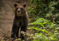 Latvietis mežā ierauga baisu ainu: viņa priekšā stāv divi agresīvi noskaņoti lāči, taču viss izvērtās negaidīti