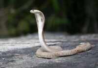Jau vairākas dienas meklē ļoti indīgu čūsku, kas izmukusi no zoodārza terārija
