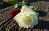 Pils rožu dārznieku grupai ir daži padomi, kā ieziemot rozes – to var izdarīt arī decembrī