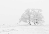 Sniegs šajā dienā rotās Latviju