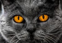 “Tevī var iemiesoties dēmons!”; Noskaidro – kāpēc nedrīkst ilgi skatīties kaķim acīs