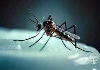 “Odi šogad ir īpaši modri!”; Kādi ir labākie līdzekļi, lai glābtos no odu kodumiem un atvairītu odus