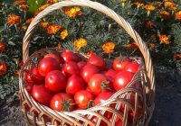 Zināmi Latvijas mājražotāji dalās ar viltībiņu tomātu stādīšanā: ”Zemē ielieciet šo un jūsu tomātu ražu palielināsies pat par trīs reizēm”