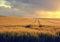 Latvijai jāuzņemas galvenā iniciatīva Baltijas koridora nodrošināšanai Ukrainas graudu eksportam