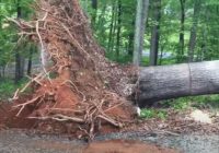 Diemžēl milzu postaža kādā no Latvijas ciemiem: Vēja brāzmas izrāvušas kapos kokus ar visām saknēm