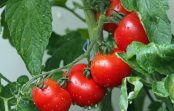 Nekādā gadījumā nenovāciet tomātus šajā periodā, ja nevēlaties zaudēt pilnīgi visu ražu!