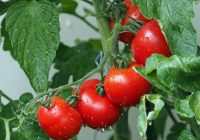 Nekādā gadījumā nevajag novākt tomātus šajā periodā, ja nevēlaties zaudēt teju visu ražu