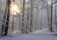 Ziema gaidāma ļoti barga: Izskan pirmās prognozes Latvijā jau drīzumā par gaidāmo sniegu