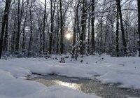 Beidzot: Dabas vērotājs Vilis Bukšs sniedz ieskatu par gaidāmo ziemas iestāšanos Latvijā