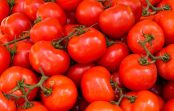 “Nekad nesūdzos par ražu pat visnelabvēlīgākajā vasarā”; kā pareizi stādīt tomātu stādus