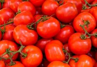 “Nekad nesūdzos par ražu pat visnelabvēlīgākajā vasarā”; kā pareizi stādīt tomātu stādus