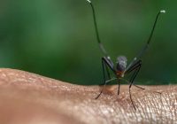 Savu mērķi noskata jau pa gabalu: kāpēc mēs piesaistām odus un kā ar to cīnīties