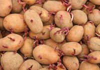 Kā diedzēt kartupeļus, lai iegūtu agru un ļoti bagātīgu ražu: sāciet gatavošanos jau tagad