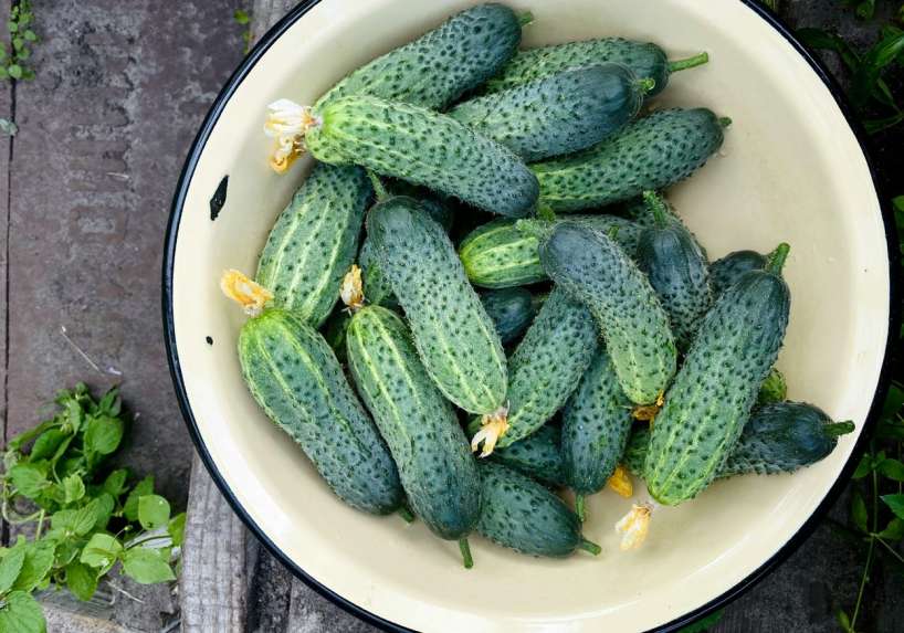 箱で収穫するためにキュウリの隣に何を植えるか：経験豊富な庭師の黄金のトリック