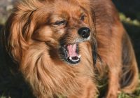 Eksperts izstāsta, kāpēc suņi uz dažiem cilvēkiem rej, bet uz citiem – nē