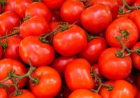 “Kādus tomātus es sēju aprīlī un iegūstu pienācīgu garšīgu augļu ražu?”; Noteikti ņem vērā