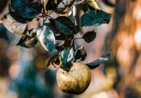 Bojātie augļi kā melnas mūmijas karājas kokos… Speciālisti uzbur briesmīgu ainu, stāstot, kādas kaites šogad Latvijas dārzos apdraudēs ābeles