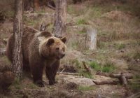 Vien 60 km attālumā no Rīgas vīrietis mežā aci pret aci sastopas ar lāceni un lācēniem: baisais brīdis nofilmēts ar mobilo telefonu