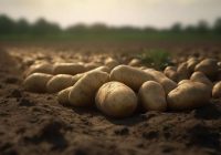 Nebūs ne Kolorādo kartupeļu vaboles, ne kaites: ar ko apstrādāt kartupeļus pirms stādīšanas