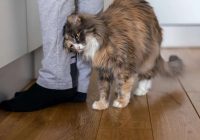 Beidzot ir noskaidrots, kāpēc kaķi mēdz berzēties cilvēkiem gar kājām; Iemesls jūs pārsteigs