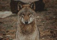 Pētnieki ceļ trauksmi – Eiropā strauji izplatās vilku-suņu hibrīdi, tie sastopami arī divos Latvijas novados