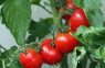 5 kļūdas, kas var atņemt jums normālu tomātu ražu: tās pieļauj neticami daudz cilvēku