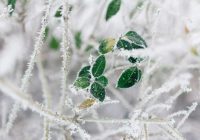 Viss dzīvais dārzā var aiziet bojā: meteorologs Toms Bricis ceļ trauksmi – Latvijai tuvojas stiprs sals