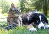 Noskaidrots, kāpēc suņi un kaķi visbiežāk nav draugi: viens iemesls liek izbrīnā ieplēst acis!