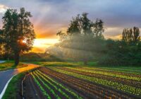 Agronomi sniedza padomus, kā pasargāt savus dārzus un to augļus no esošā karstuma viļņa