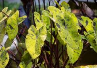 Bez panikas: 5 veidi, kā glābt no karstuma cietušus augus