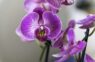 Orhideju nokalšana: atcerieties piecus galvenos soļus, lai glābtu savu eksotisko ziedu
