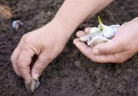 Pēc šiem augiem nekad dobē nestādiet ziemas ķiplokus: šī kļūda dārzniekiem laupīs visu ķiploku ražu