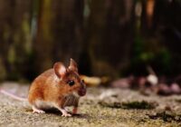 Šis ir īsts glābiņš! Pieredzējuši dārznieki beidzot pastāsta, kā pasargāt savas dobes no grauzējiem