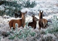 2.decembrī mūsu senči ticēja, ka nedrīkst no rīta skatīties spogulī un tam ir iemesls