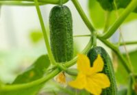 Gurķu šķirne, kura jau gadiem nepieviļ pat šādos laikapstākļos – agri nogatavojas, ražīga, kraukšķīga