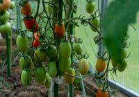 Tomātu un piparu stādu stiprināšana – labākais, ko darīt šī gada aukstajā pavasarī
